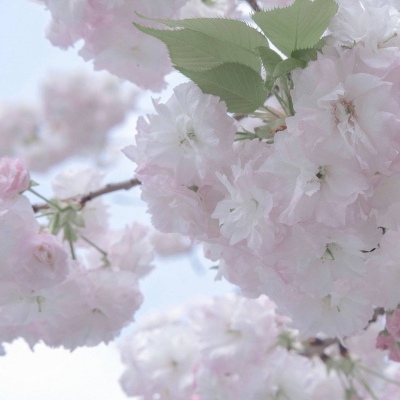 黄南福瑞交流群